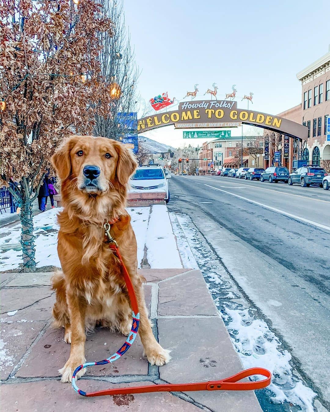 Dog in Golden